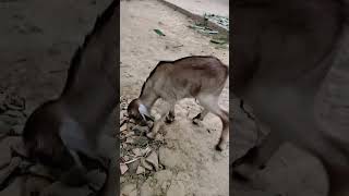 Dosti Bakri ke bacche kitne khubsurat lagti Hai like Plus star jarur kijiye