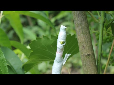 Grafting Grape Vines Green On Green