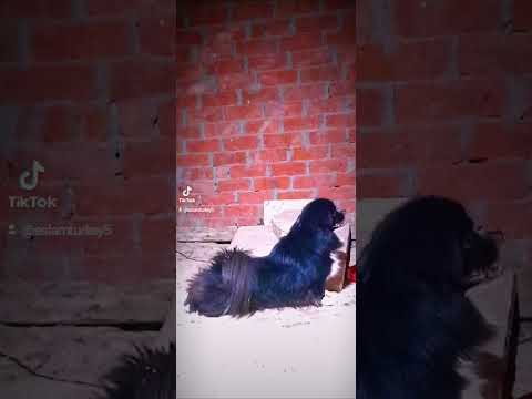 اجمل كلاب جريفون فرنساوي