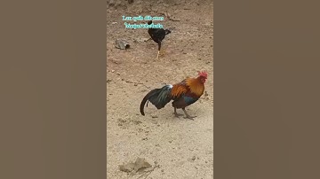 #ไก่ต่อหนุ่มลูกผสมสวยงาม #Qaib dib mos xyoo no