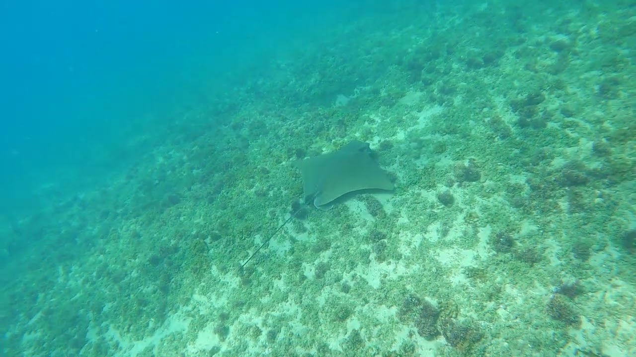 🐢❤🌊 טחן פר ומחבטנית אפורה