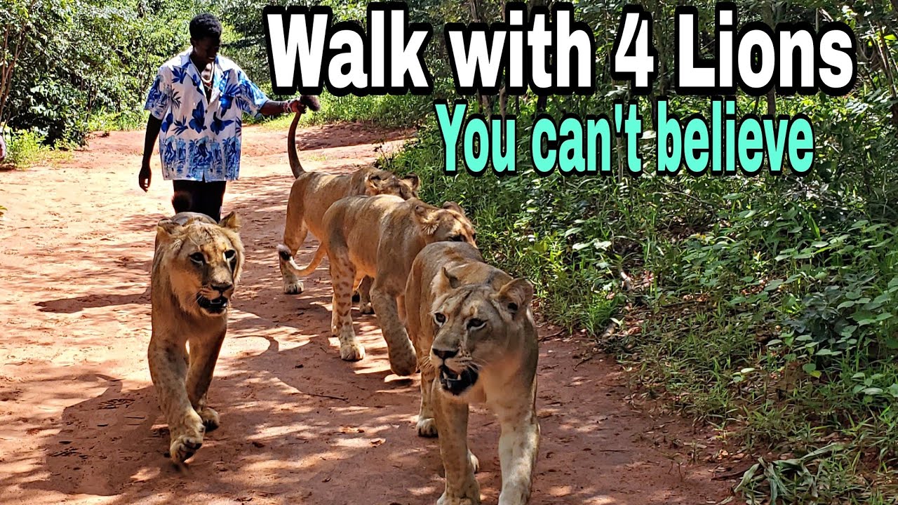 Witness the Unbelievable - Walking with Lions in Zambia's Jungle!