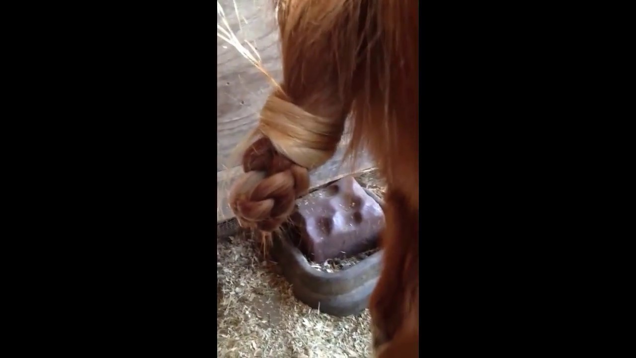 How to tie a mud knot in your horses' tail with Lisa Marie YouTube