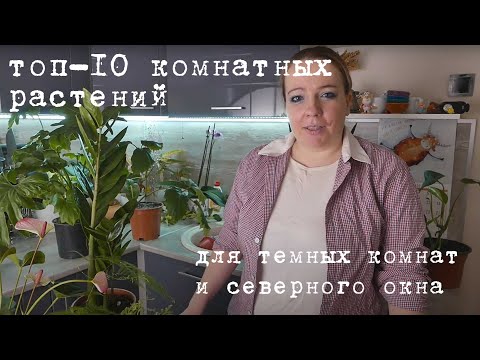 Видео: Растения для освещения восточного окна – выбор комнатных растений для окон, выходящих на восток