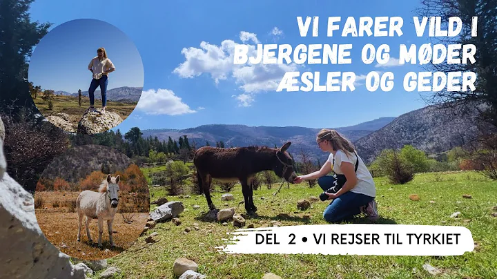 Vi farer vild langt oppe i bjergene // MEN vi mder bde sler, geder og ker #del2