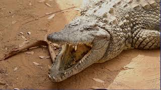 🐊 Crocodile - Advanced Electronic Signatures