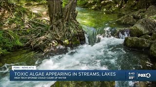 Toxic Algae Appearing In Streams And Lakes