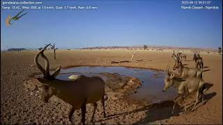 Long awaited visit of red hartebeests with juveniles at Namib desert waterhole