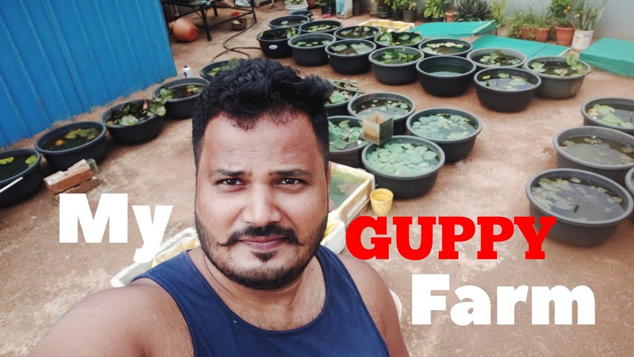 My small Guppy farm | Swamy Aquarium | Guppy farm