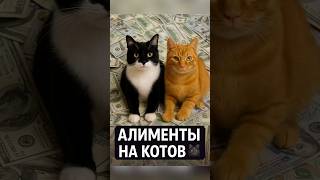 🐈⬛ Алименты на котов! Суд в Турции вынес необычное решение 💸
