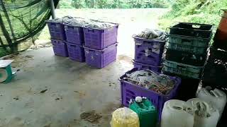 hening tanpa suara