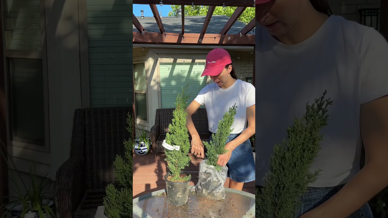 Unboxing Italian Cypress ASMR 🌲📦🎧