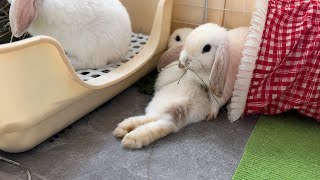 I Gave My Baby Bunnies a New Hideout… They Lost Their Minds! 🐰😂#funny #cute 