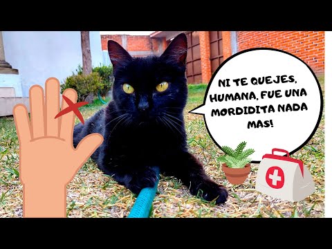 Como le hice para curarme de la mordedura de mi gata! 😮🙀🩸💦