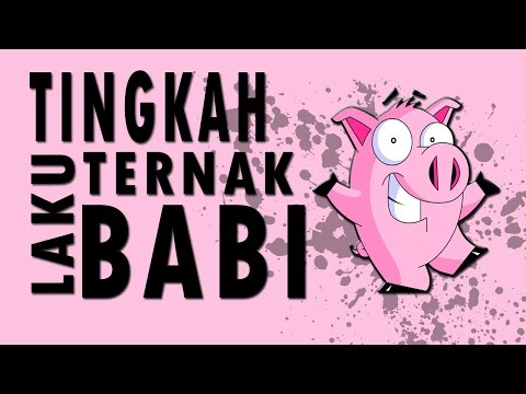 Video: Apakah itu tingkah laku babi?