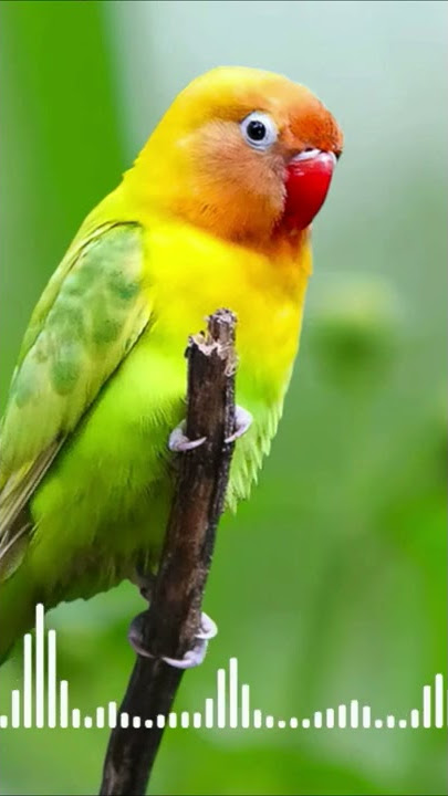 Suara Burung Lovebird Ampuh Bikin Labet Ikut Bunyi | Pancingan Lovebird Ngekek Panjang