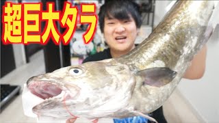 寄生虫注意！！超巨大タラをさばいてムニエルを作るよ！！