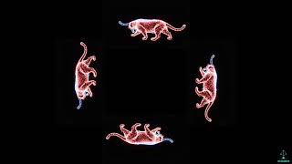 Le lynx 3D pour pyramide holographique.