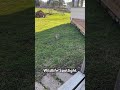 Wildlife Spotlight - “Big Bunny”.