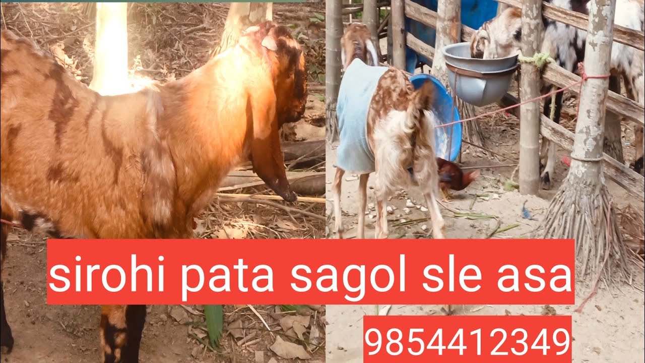 Kasi betal sagol sle hailakandi goat 9854412349