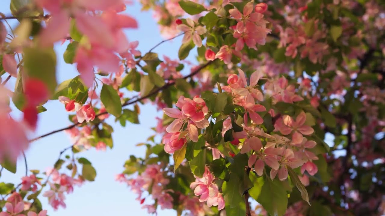 I Talk To The Wind ~ King Crimson (cover w/lyrics) by Joseph Isaac