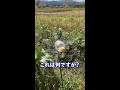 農家がおすすめする○○○対策！この装置があの動物との戦いに終止符をうつ。　　#Shorts