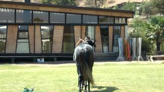 Silvestre Trabajo En Libertad