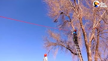 Cat Stuck In Tree Is Lucky These Guys Came Along