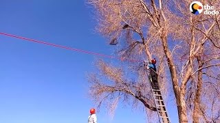 Cat Stuck In Tree Is Lucky These Guys Came Along