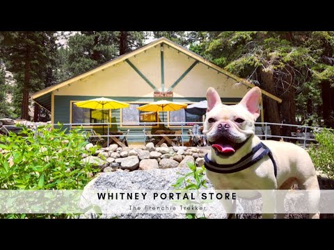 French Bulldog Explores Whitney Portal Store  |  The Frenchie Trekker