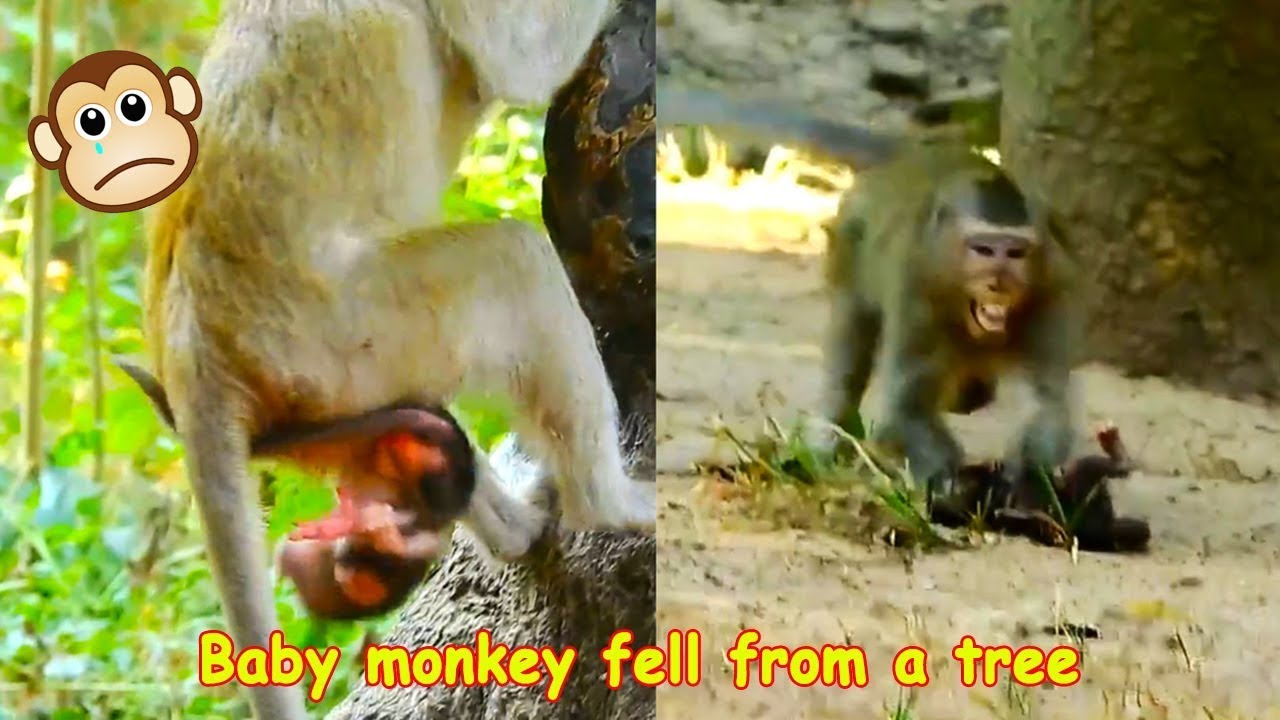 The baby monkey suddenly fell from the tree, causing the mother monkey to panic