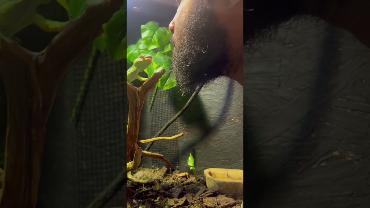 Кажется, я целую вечность не демонстрировала свой кубинский салат ***