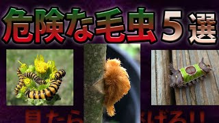 この毛虫を見かけたらすぐ逃げろ！