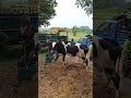 #ytshorts #cow #hate #goru #bull #গরু #গরুর_হাট #গরুর #cowunloading #cows #cowvideos #গরু #হাট #caw