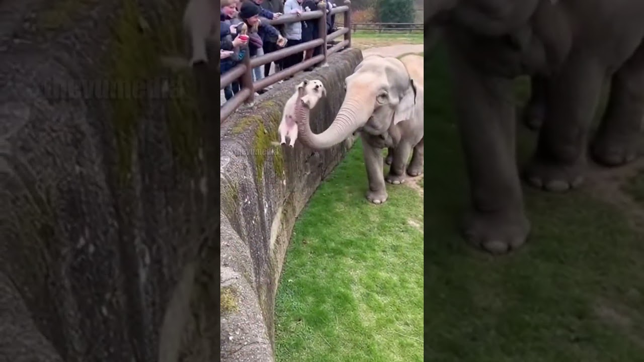 Elephant Saves Puppy in Miracle Zoo Rescue!