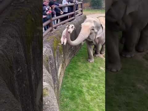 Elephant Saves Puppy in Miracle Zoo Rescue!