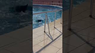 Взбунтовавшийся дельфин выгоняет зрителей с шоу