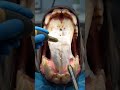 Animal Dental Cleaning: Full Guide for Healthy Pet Teeth