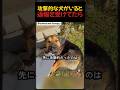 攻撃的な犬がいると通報を受けて行ったら。
