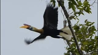 Knobbed Hornbill, Rhyticeros cassidix, male, Tangkoko, Sulawesi, Indonesia, 13 Aug 2014 (3/3)