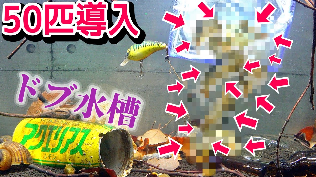 Introducing 50 creatures into the Dobu River Aquarium! [Dobu River