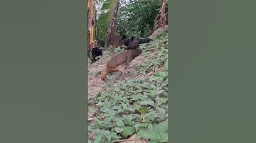 gà rừng tơ siêu đẹp.me nyuam qaib qus zoo nkauj