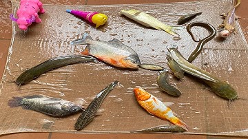 Kem Chanel ra bờ ao kéo vó được cá chép, cá chim, cá sấu, cá vàng, đổ dọ lươn khổng lồ. Part 105