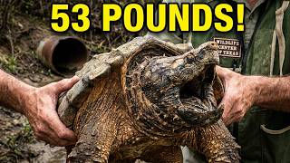 Massive 53 Pound Snapping Turtle Rescued After Being Trapped In A Pipe