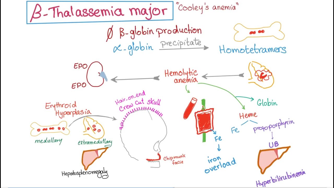 blood intro + thalassemia