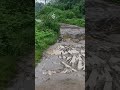 Lucky Day 👉 Two Mongoose #lucky #mongoose #trending 🔥🔥#songs #animallovers #shortsfeed
