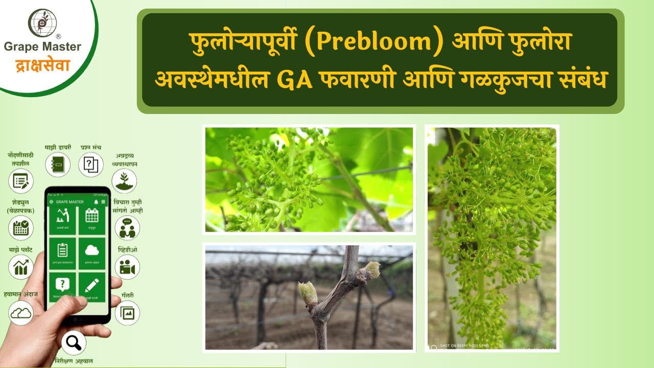 फुलोऱ्यापूर्वी (Prebloom) आणि फुलोरा अवस्थेमधील GA फवारणी आणि गळकुजचा संबंध