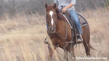 Twistin Moonshine - trail riding! - ValleyViewRanch.net