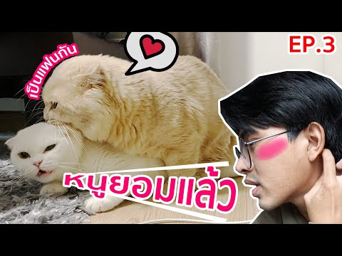 แมวผมมีแฟนแล้ววว! กดเงินครึ่งแสนหาคู่ให้แมว EP.3