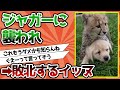 【2ch動物スレ】イッヌさん、ジャガーに襲われ敗北wwwww